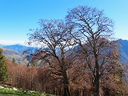 31 Faggi secolari del Menna